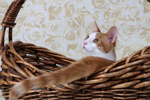 Domestic cat, coat colour dark red-white, in basket, Felis silvestris forma catus, Domestic-cat,