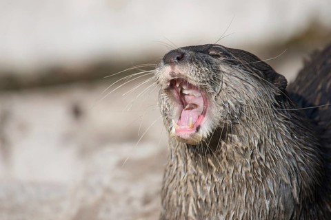Asian small-clawed otter, Amblonyx cinerea gaping