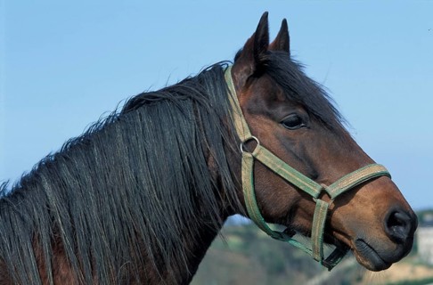Close-up of a brown horse with a green horse harness against a blue sky