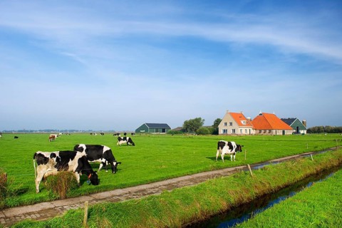 Typical dutch landscape with cows farmland and a farm house