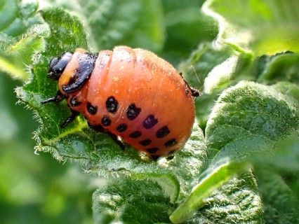 Larva of a Colorado potato beetle (Leptinotarsa decemlineata), Lower Rhine, North Rhine-Westphalia,