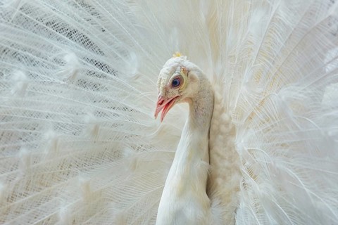 Close up Portrait of White Peacock Varna, Bulgaria