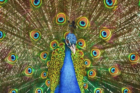 Portrait Of The Peacock During Courtship Display Varna, Bulgaria
