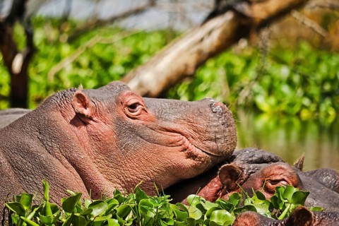 Hippo in a pond. Behemoth - a typical representative of the African fauna. Semi-aquatic animal