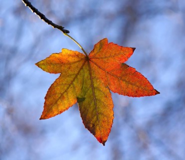 Fall colour of American Sweet Gum leaf in autumn, backlit by sun