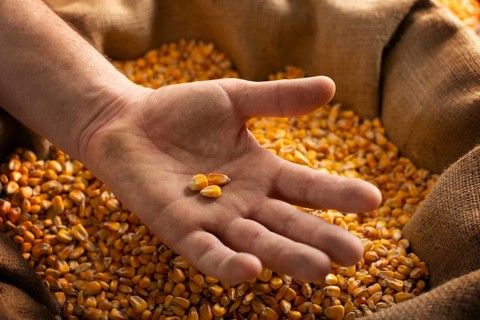 Caucasian male showing maize corns in his hands from over burlap sack