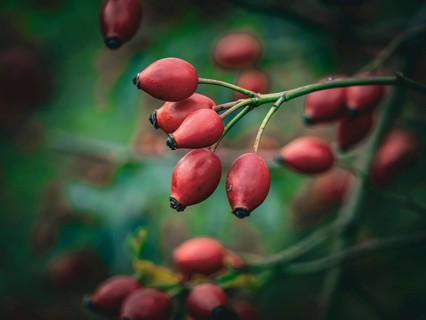 Rosehips