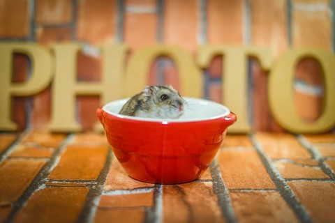 Djungarian hamster image. Shooting Location: Yokohama-city kanagawa prefecture