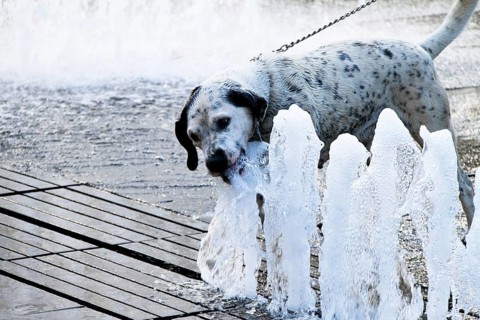 Dog on a hot summer day. Refreshes himself in the water of a fountain Austria