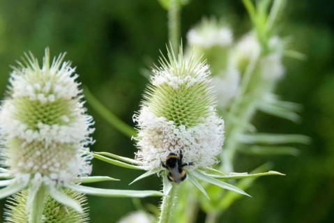 Wild teasel (Dipsacus sylvestris), Nieklitz, 81