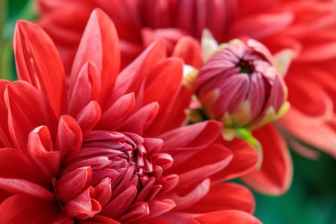 Detailed close-up of red dahlia flowers with green leaves, legden, Münsterland, germany
