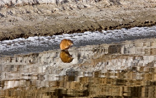 Musk Rat on Northern River sunset Saskatchewan Canada