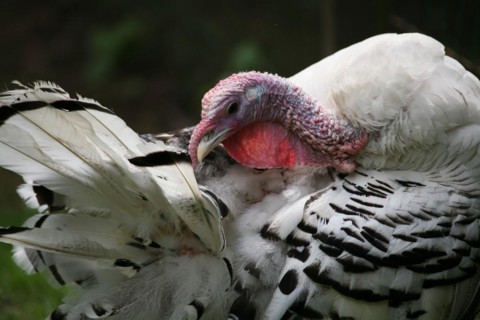 Beautiful turkey