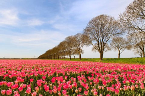 Fields full of pink tulips in Dutch Flevopolder