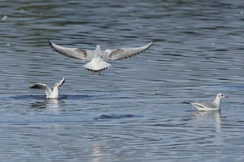 Black-headed Black-headed Gull (Chroicocephalus ridibundus) fishing, Black-headed Gull