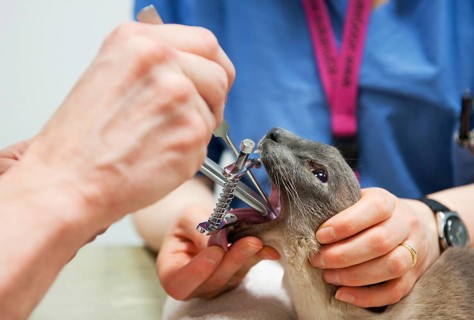 Cat by the veterinarian