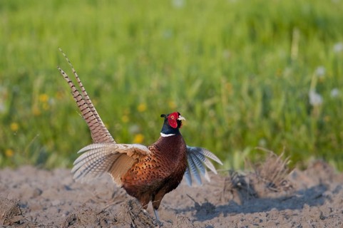 Male pheasant (Phasianus colchicus)