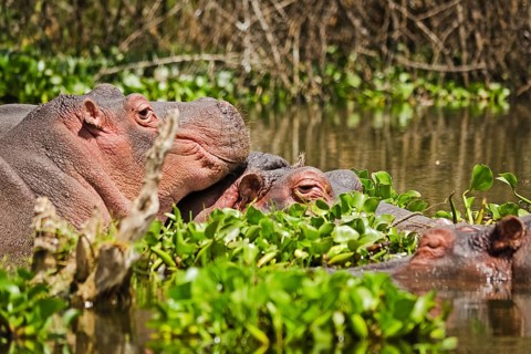 Hippo in a pond. Behemoth - a typical representative of the African fauna. Semi-aquatic animal