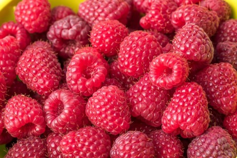 Autumn raspberry (Rubus idaeus 'Polka'), An den Dorfwiesen, Germany