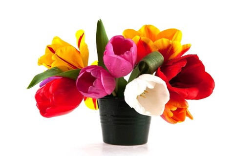 Colorful Dutch tulips in many different colors isolated over white