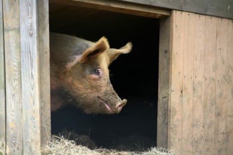Acorn pig