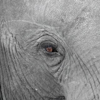 Elephantidae, detail, Kruger National Park, South Africa