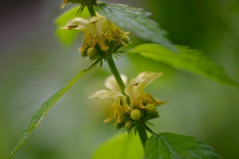 Lamium galeobdolon (Lamium galeobdolon)