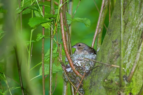 Chaffinch - breeding female (Fringilla coelebs)