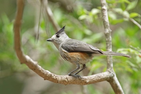 Black crested tit (Baeolophus atricristatus)