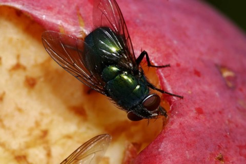 Emperor gold fly (Lucilia sericata)
