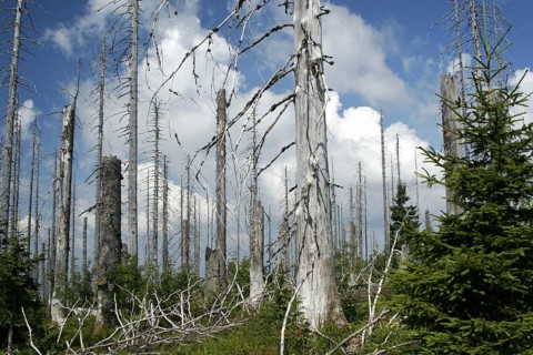 Forest dieback on the Lusen
