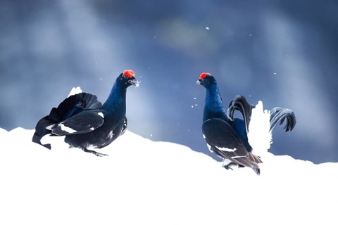 Black grouse (Lyrurus tetrix)