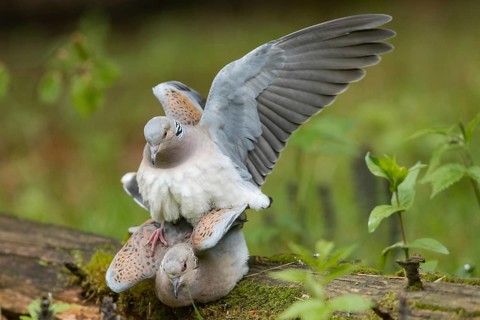 Turtle dove (Streptopelia turtur)