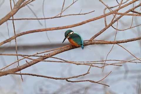 Kingfisher (Alcedo atthis)