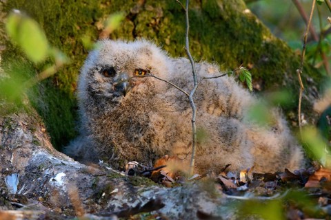Eurasian Eagle-owl - nestlings (Bubo bubo)