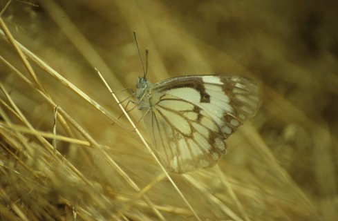 Kenya white butterfly (Pieridae)