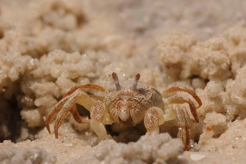 Sand crab (Dotilla fenestrata)
