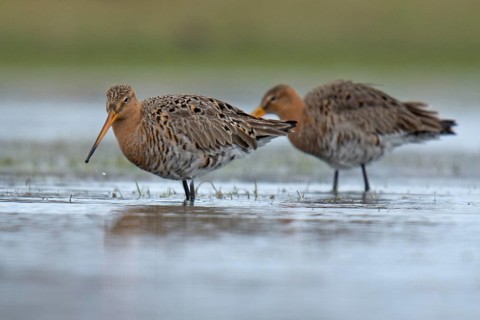 Black-tailed godwit (Limosa limosa)