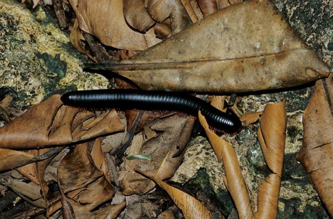 African millipede (Diplopoda)