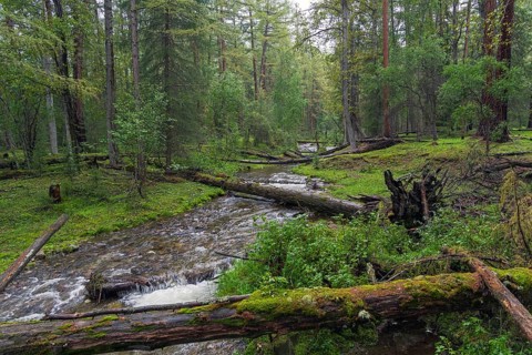 Beautiful transparent creek in the Siberian taiga. Buryatia, Russia