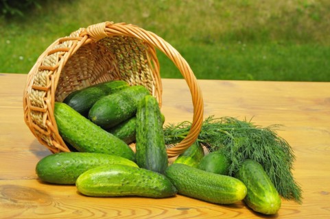 Gherkins. Fresh green cucumber