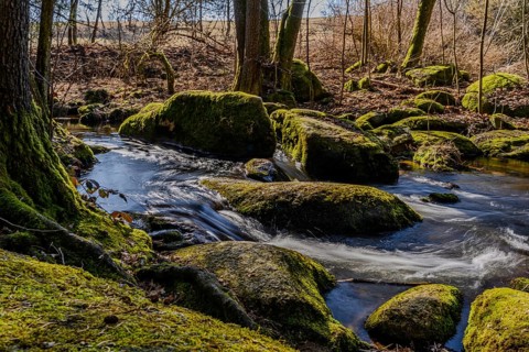 A babbling brook surrounded by mossy stones and trees in nature, Höllbachtal, Upper Palatinate