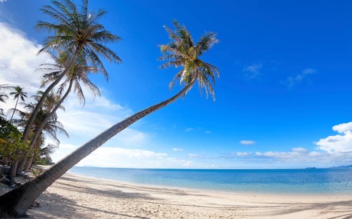 Palm trees on the Bang Por beach sand on tropical resort Koh Samui, Thailand