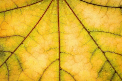 Yellow maple autumn leaf texture