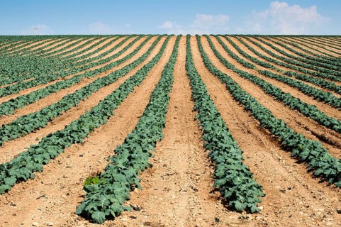 Cabbage plantation. Cabbage arranged in rows, clean soil