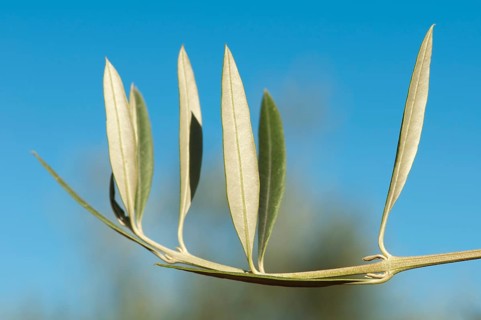 Olive branch without olives. Blue sky background