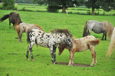 Flock of American mini horses