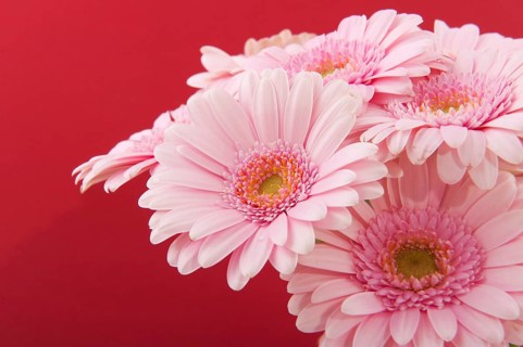 Bouquet pink gerber isolated over red background