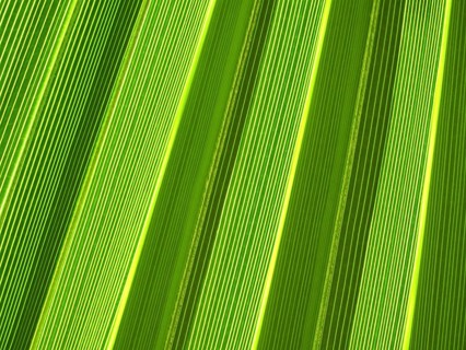 Macro of tropical palm leaf