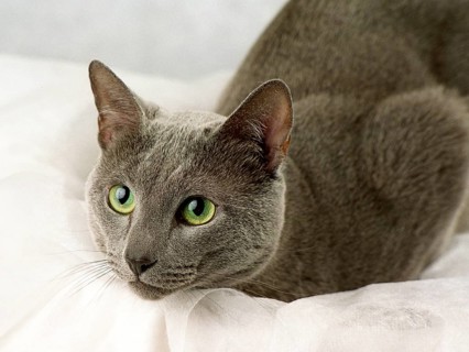 RUSSIAN, BLUE, RUSSIAN, LYING, ATTENTIVE